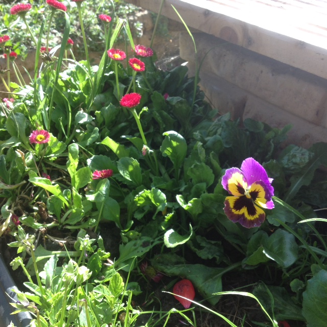 pansy-and-bellis