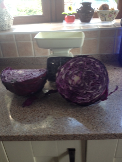 ten-pound-cabbage