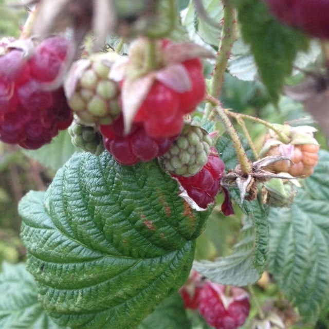 raspberries