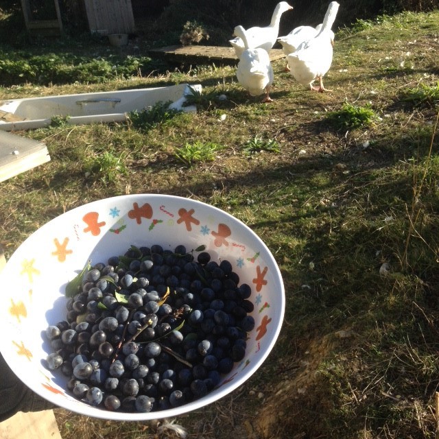 sloes-and-geese