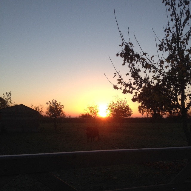 cold-crips-morning-6th-nov