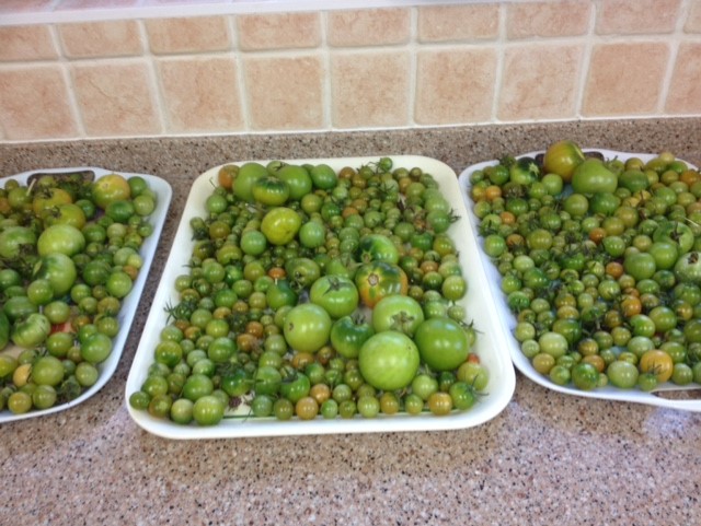 green-tomatoes
