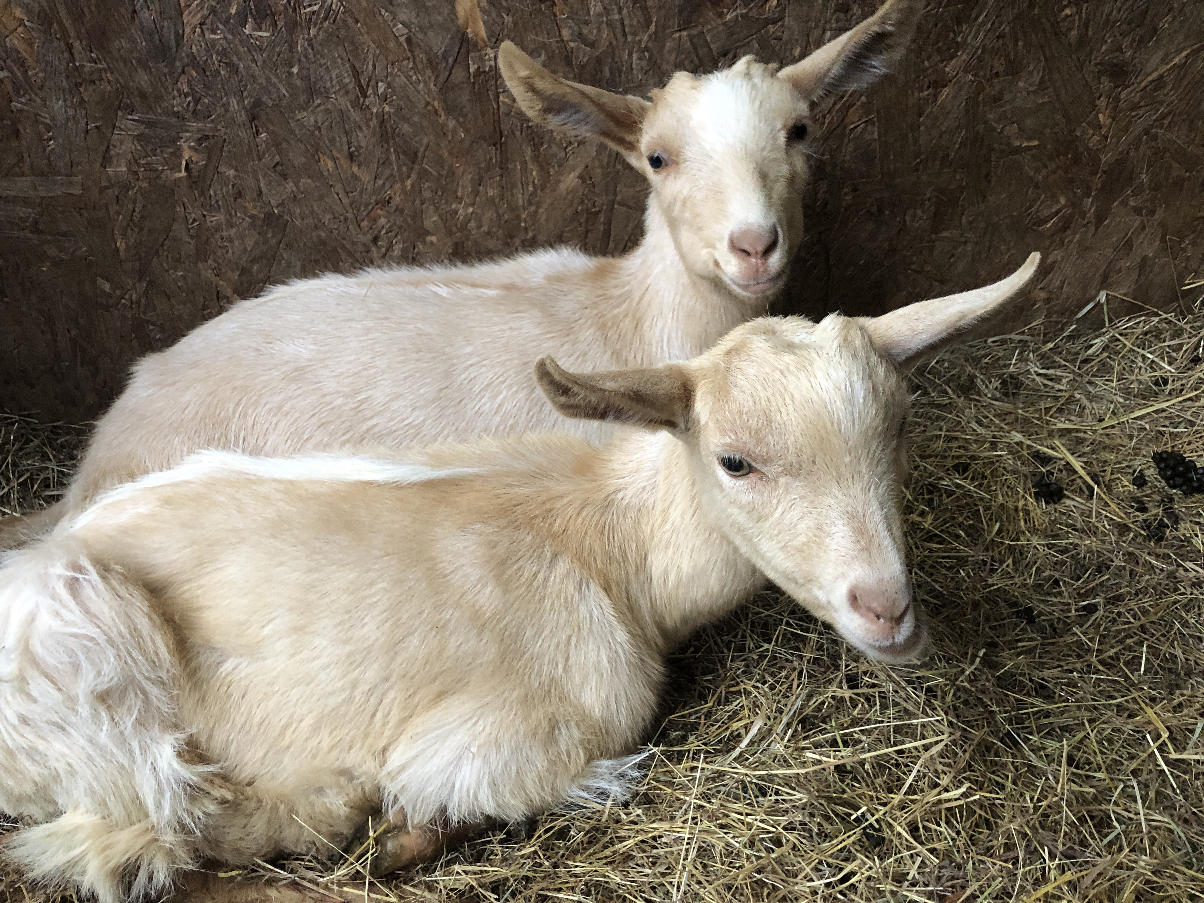 Goat Shec Early morning in the goat shed | gfreedmanblog