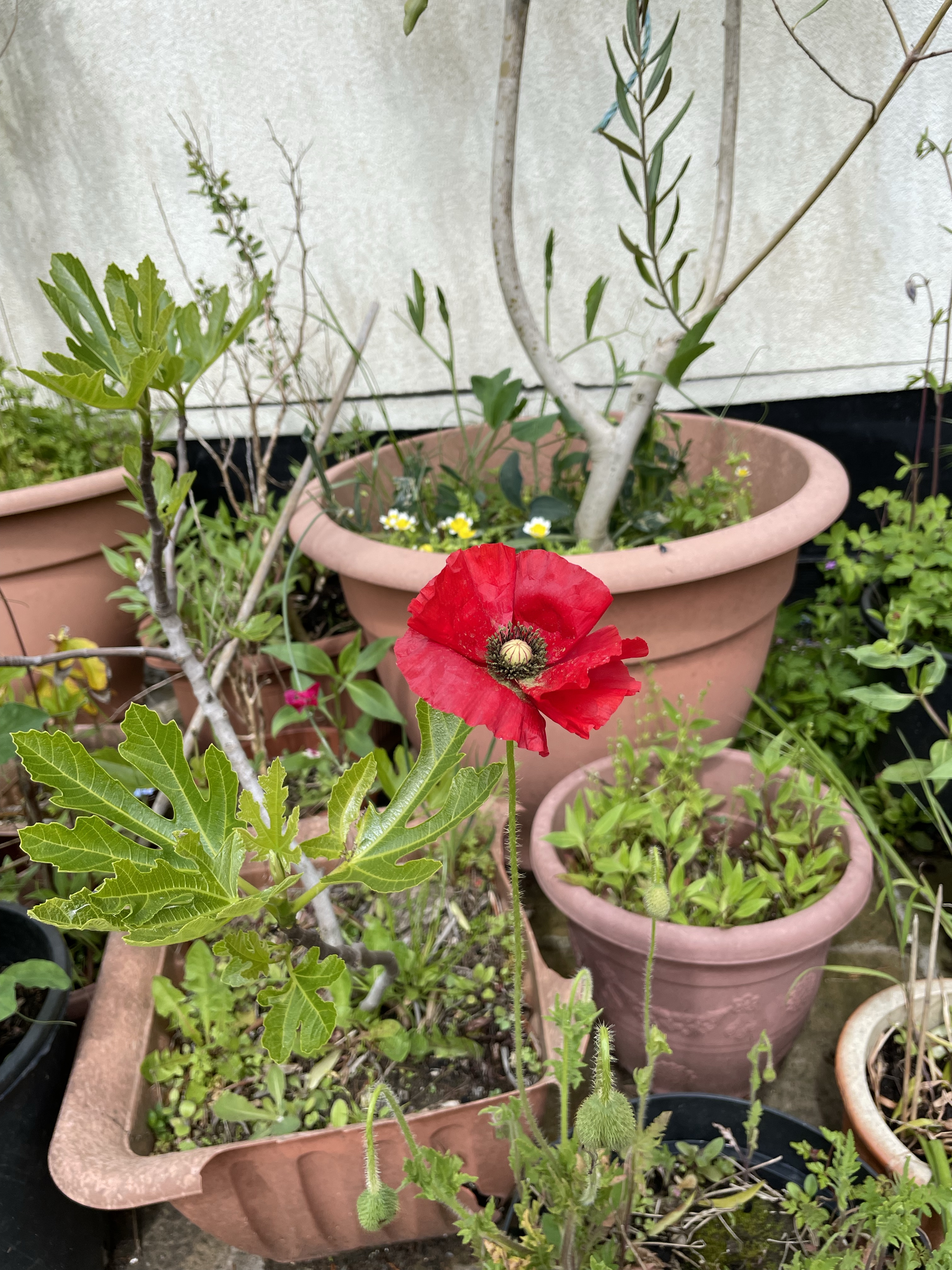 Poppy Rummery Rspb The first poppy opened in the courtyard yesterday | gfreedmanblog