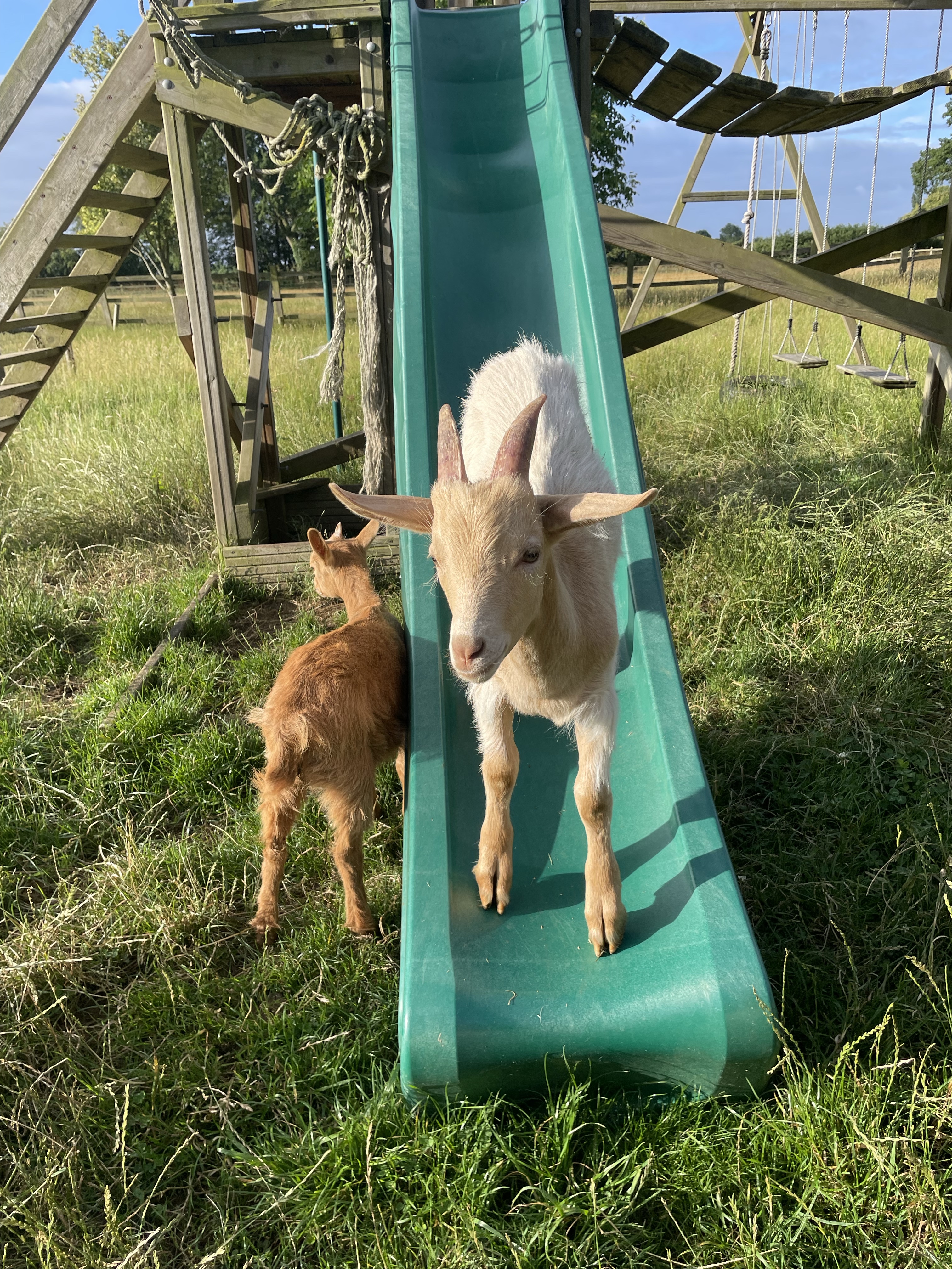 Early morning fun with goats | gfreedmanblog