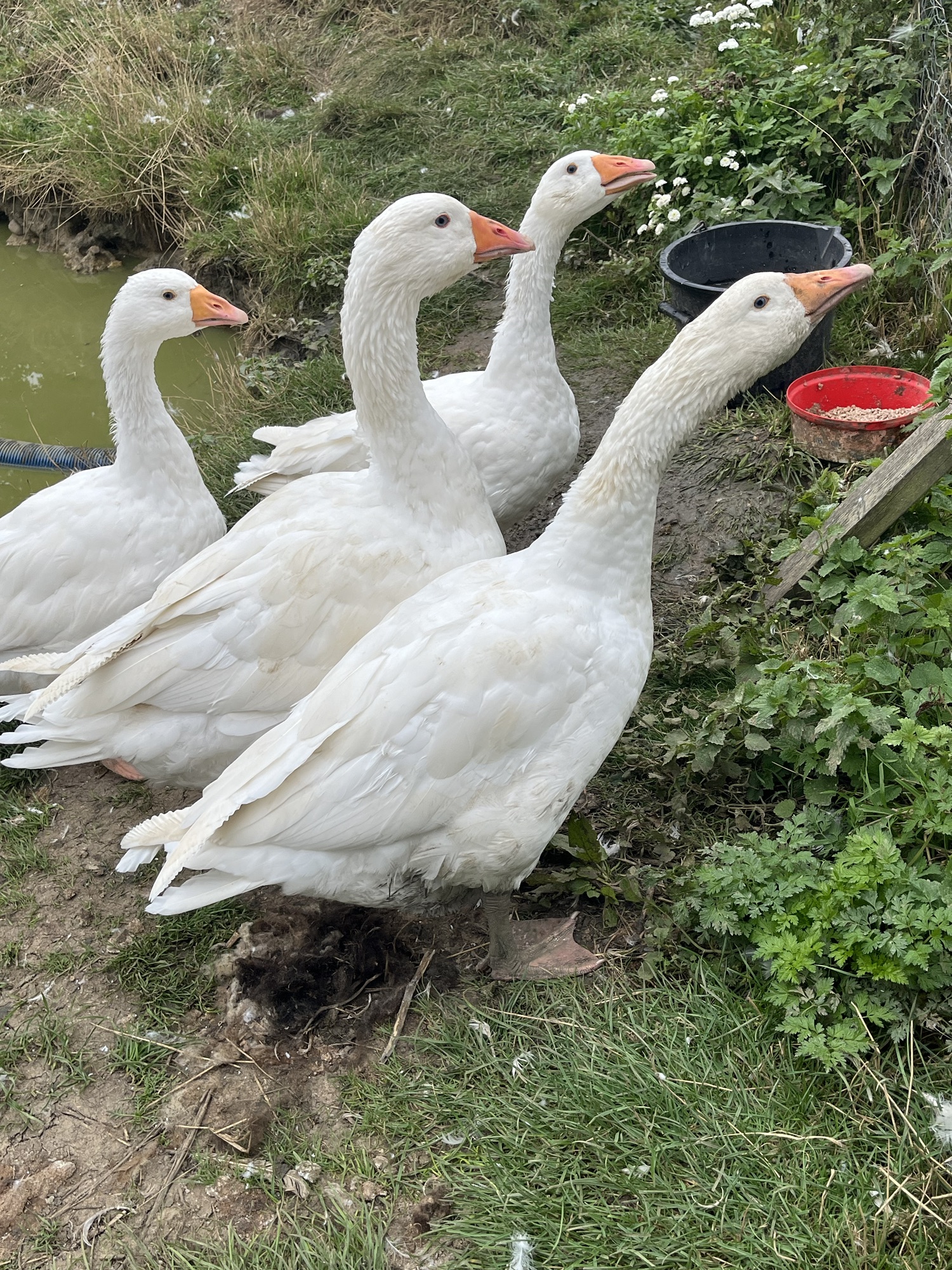 The four young geese have a prospective new “forever home” | gfreedmanblog