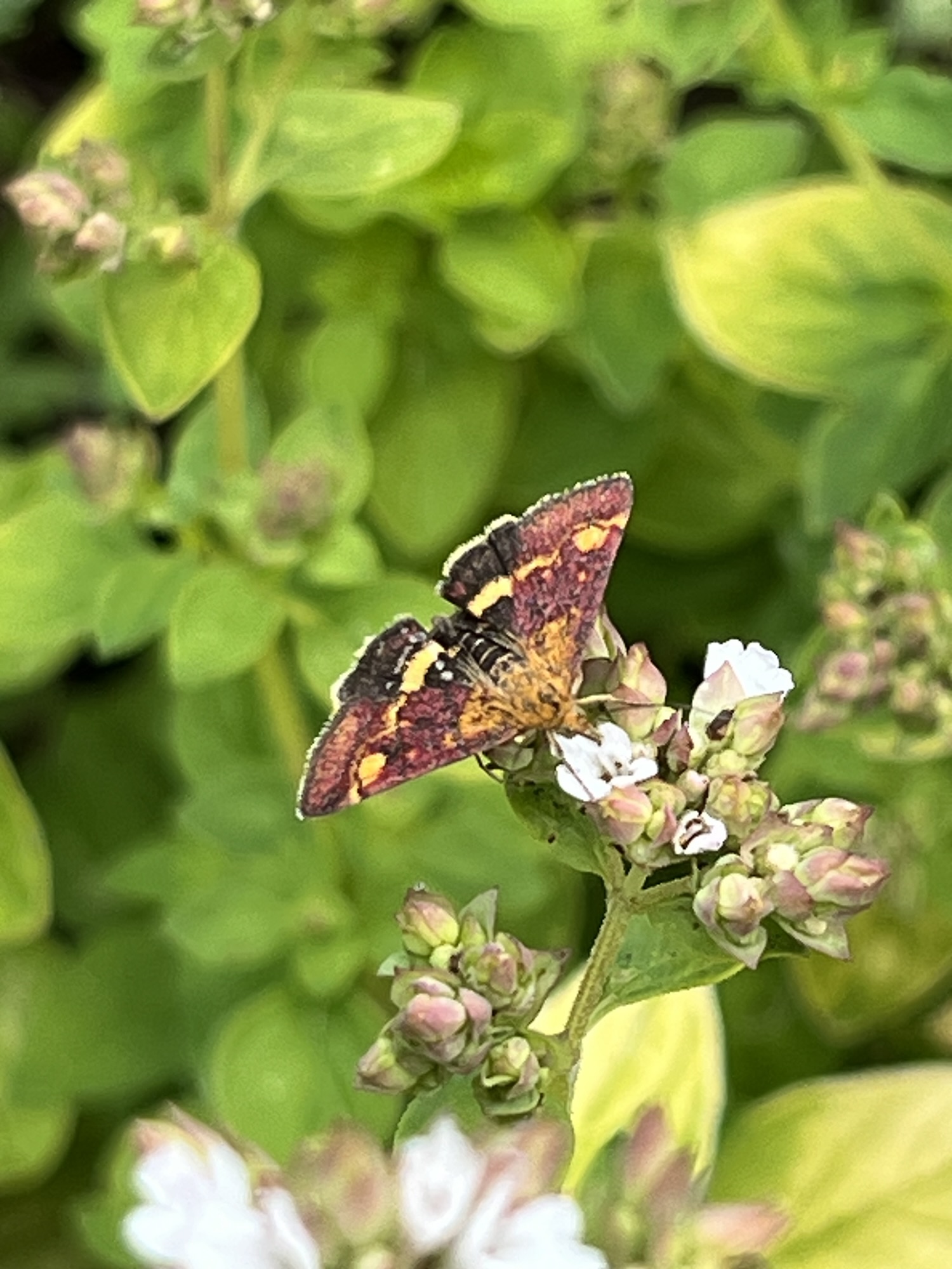 Another day another new species | gfreedmanblog