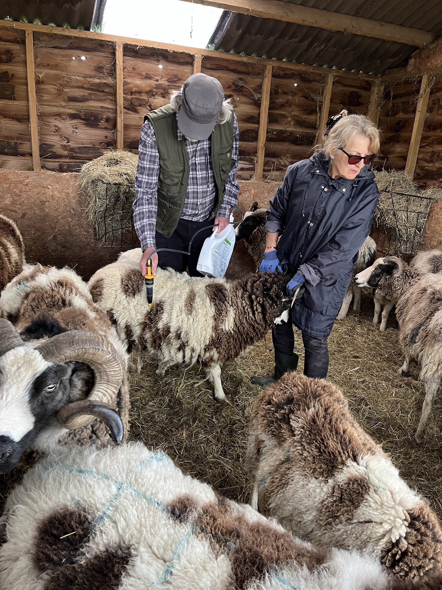 Ok, sheep stop fussing… | gfreedmanblog